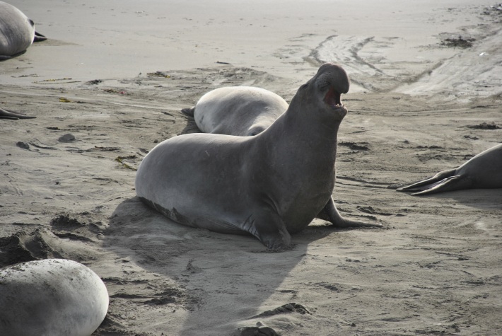 Roaring Elephant Seal