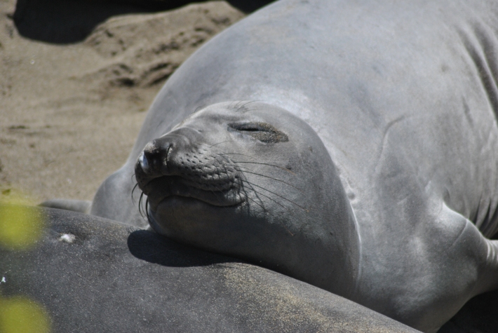 Sleeping Elephant Seal 2